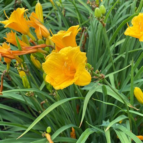 stella daylily size